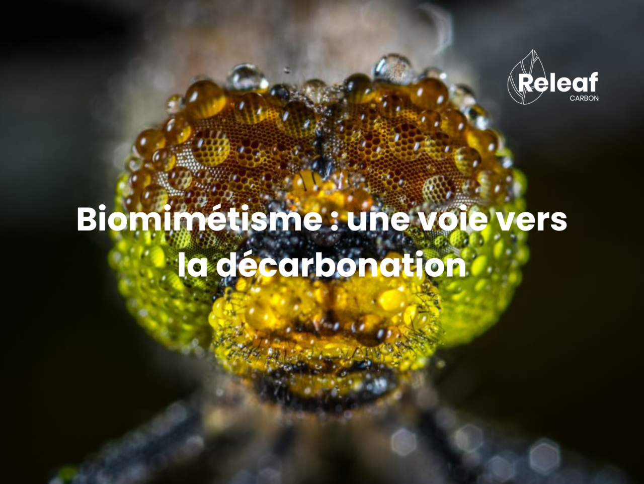 Qu’est-ce que le biomimétisme et comment est-il lié aux enjeux de