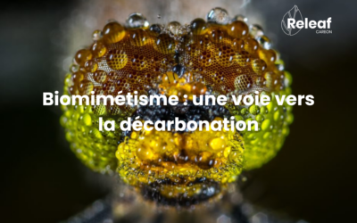 Qu’est-ce que le biomimétisme et comment est-il lié aux enjeux de décarbonation ?